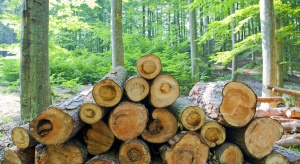 Kopacz: ustawowe nie dla prywatyzacji lasów państwowych