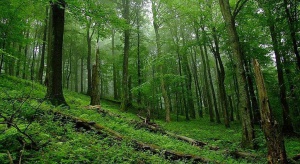 Jak to jest ze wstępem myśliwych do lasu ? Wyjaśnia resort środowiska