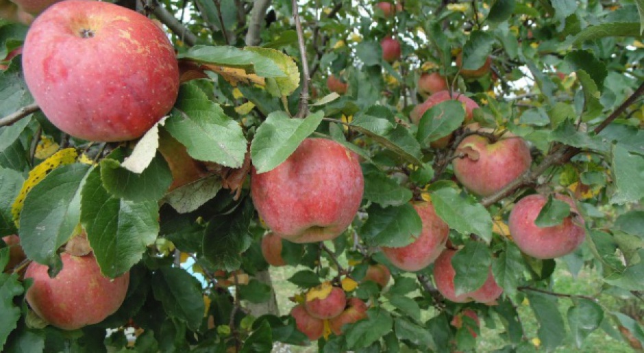 Polska za mało uwagi poświęca eksportowi jabłek do Europy