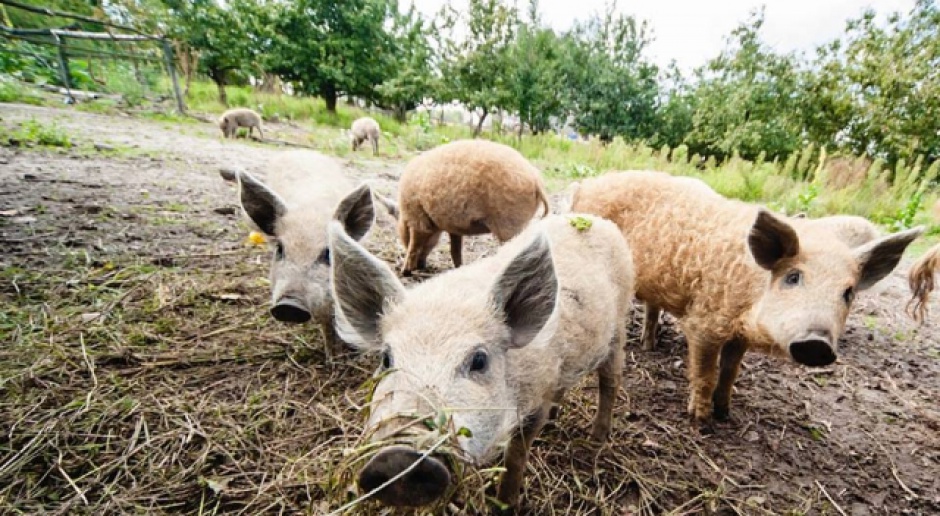 MRiRW: Potrzebne jest wsparcie dla producentów świń w związku z ASF