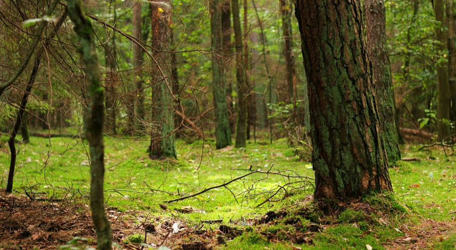 Jan Szyszko: Przypominamy, jak ważne są dla nas lasy