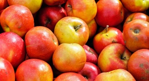Resort rozwoju: Polskie jabłka coraz bliżej indyjskiego rynku