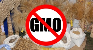 Wolne od GMO. Będzie nowe oznakowanie produktów