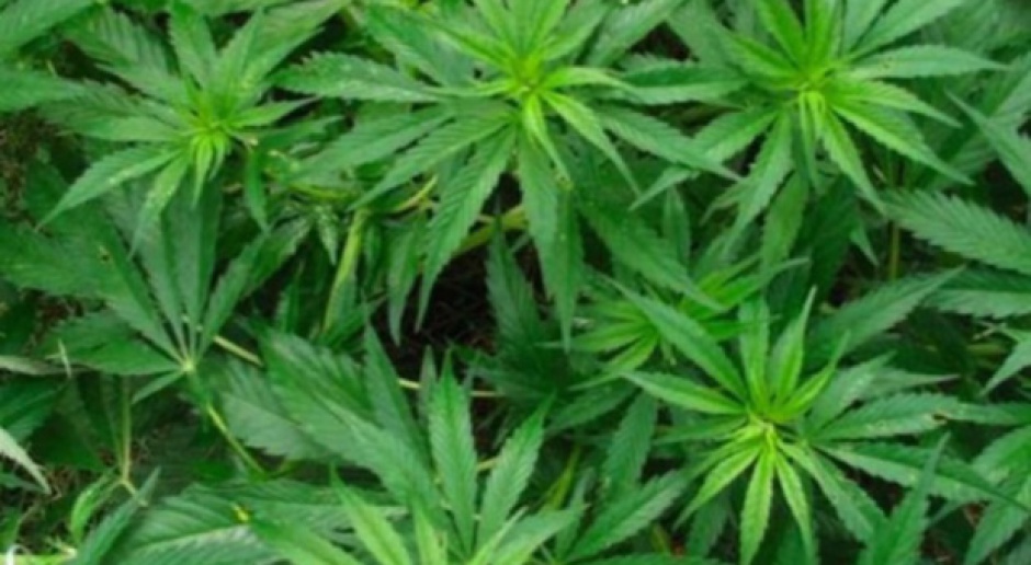 Medyczna marihuana: Jest obywatelski projekt legalizacji
