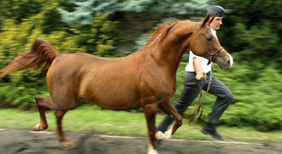 Pierwsza aukcja koni pod nowymi rządami. ANR liczy na 2-2,5 mln euro zysku
