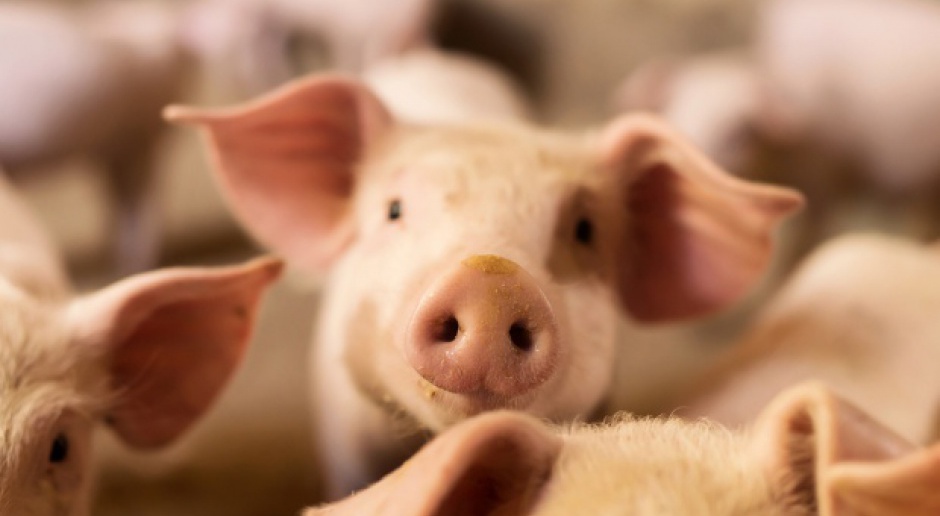 Jurgiel: Przetwórcy wycofują się z produkcji konserw ze świń przez ASF