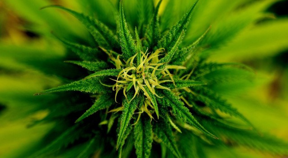 Marihuana lecznicza: MZ chce dopuścić do tworzenia preparatów z konopi