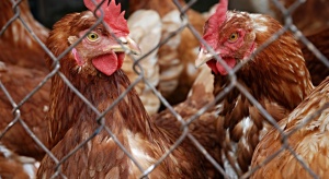 Ptasia grypa: Ptaki zostaną wybite. Ministerstwo pomoże hodowcom