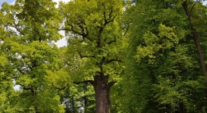 Posłowie PO i Kukiz'15: Nowe przepisy o wycince drzew łatwe do obejścia