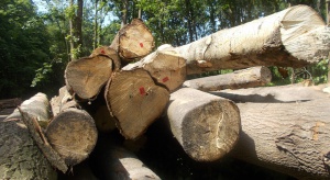 Wycinka drzew na prywatnej działce będzie możliwa, jeżeli nie będzie związana z działalnością gospodarczą