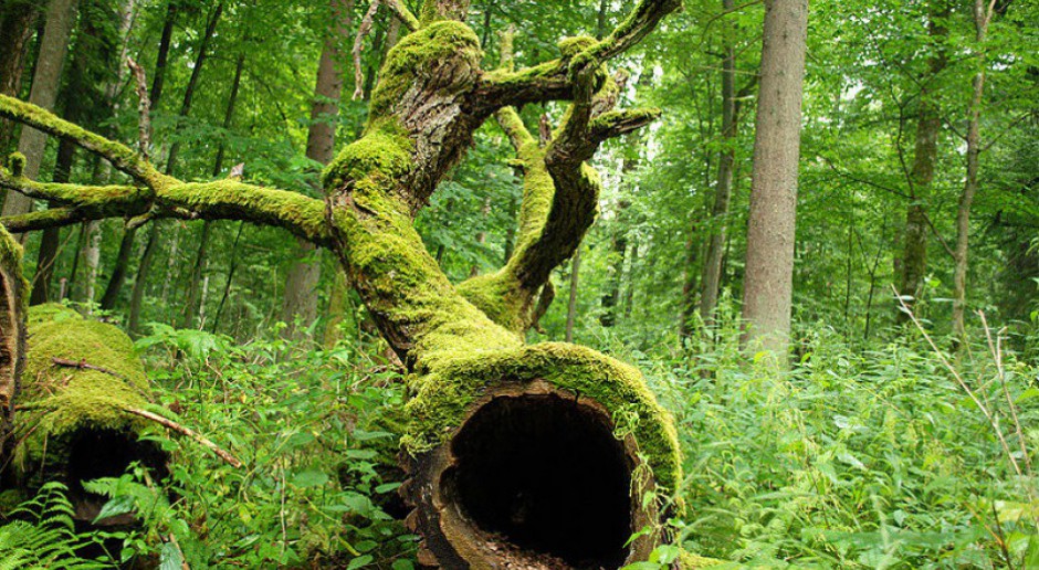 Ministerstwo zakazało wstępu do lasu w Puszczy Białowieskiej. Ale tylko w niektórych częściach