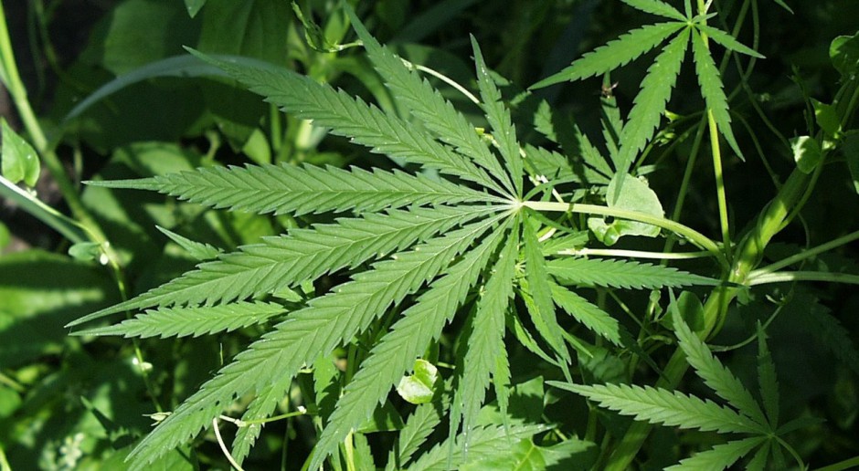 Sejm debatuje nad leczniczą marihuaną