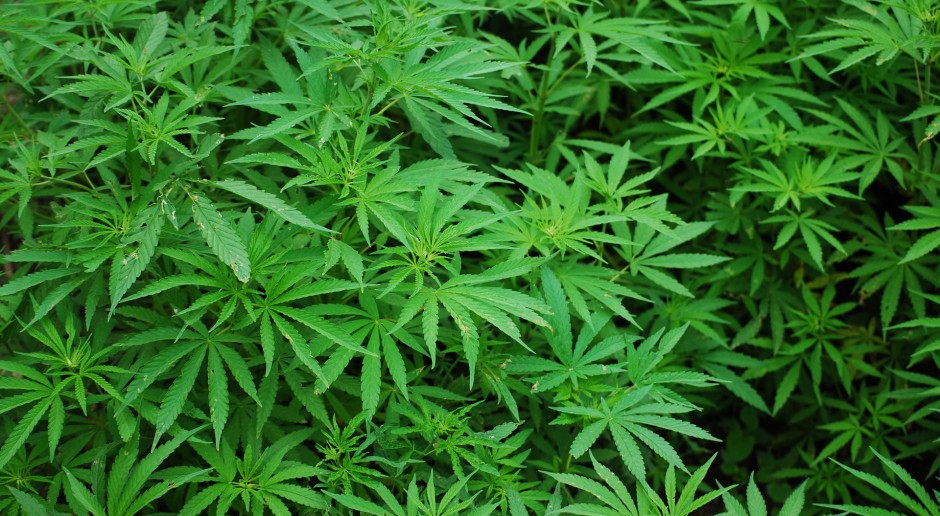 Medyczna marihuana dostępna w aptece? Ustawa bez poprawek w senackiej komisji