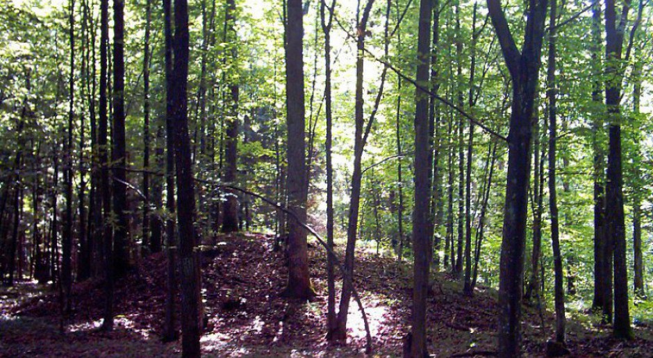 Komitet UNESCO wzywa do natychmiastowego zaprzestania wycinki drzew w Puszczy Białowieskiej