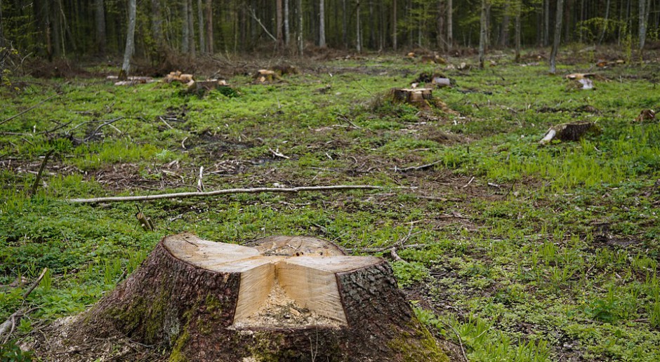 Sondaż: Polacy nie chcą wycinki drzew w Puszczy