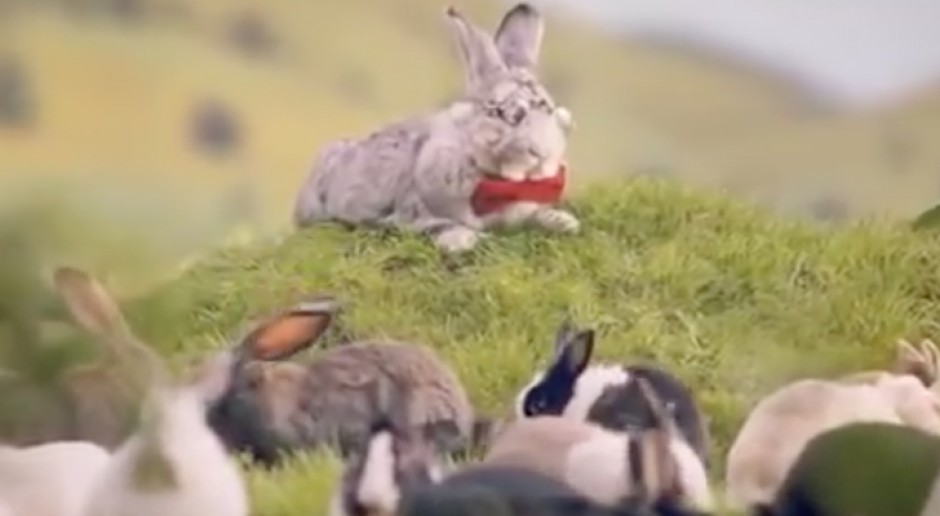 Konstanty Radziwiłł: Po kampanii o królikach nowy portal o zdrowiu prokreacyjnym