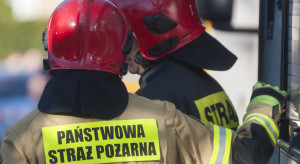 Wichury wyrządzają szkody w Polsce. Są ofiary